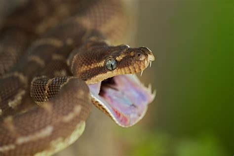 Which Snakes Have The Sharpest Teeth Scientists Are Closer To Answering The Question