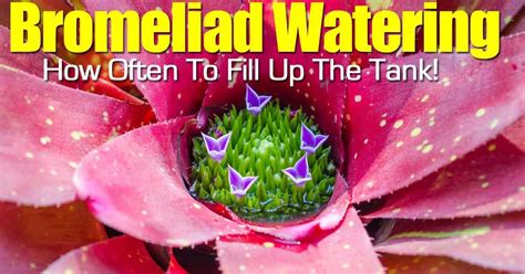 The major difference between osteopathic and allopathic doctors is that some osteopathic doctors provide manual medicine therapies see also. Bromeliad Watering - How Often To Fill Up The Tank!