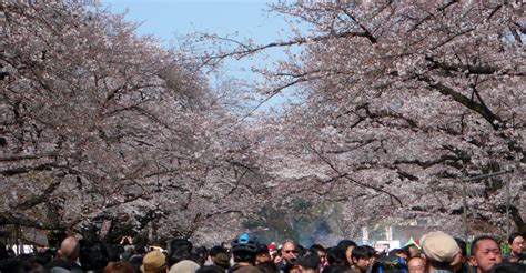 Cherry Blossoms In Tokyo The Best Oldest And The Most Beautiful