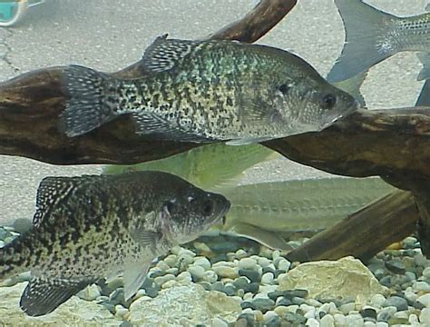 Can Crappie And Bluegill Breed Or Cross Breed With Any Other Fish Species