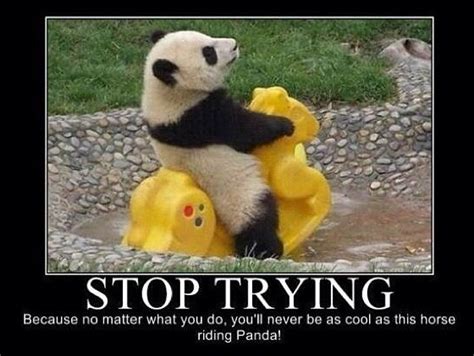 Just Stop Trying Baby Panda Pictures Animal Pictures Cute Pictures