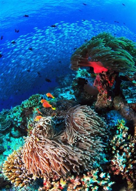 Maldives 40 Wonders Of The Coral Reef Travel