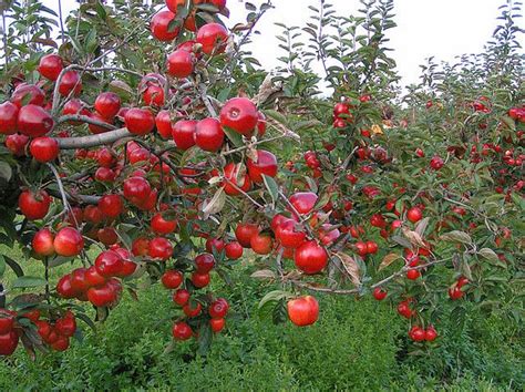 Apple trees can live for 100 years or more. Jason's Apple Orchard (With images) | Apple garden, Fruit ...