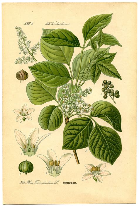 Printable Botanical Prints