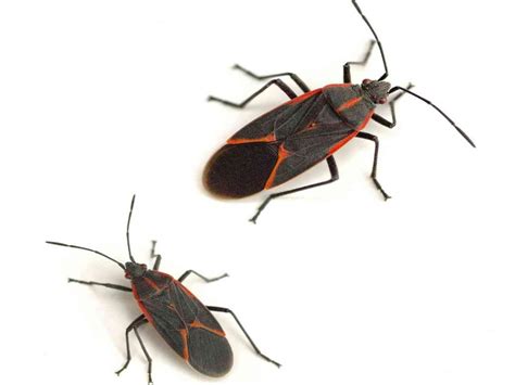 Once inside your house, these pests are just annoying and don't cause any serious harm. How to Get Rid of Boxelder Bugs | The Tick and Mosquito ...