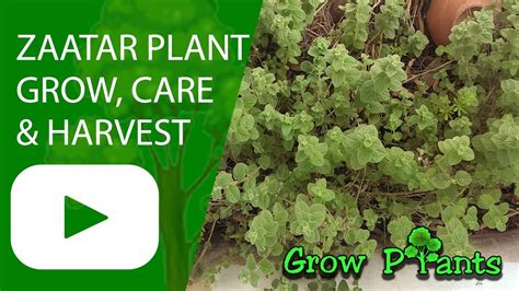 Origanum syriacum seed packet from strictly medicinal seeds. Zaatar plant - Biblical hyssop - YouTube