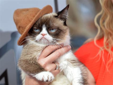 Grumpy Cat The Arizona Meme Sensation Is Dead At 7