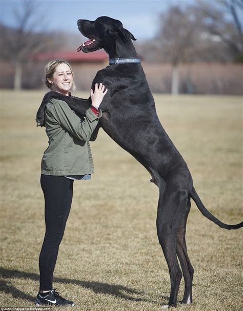 Worlds Tallest Dog Meet Great Dane Rocko 7 Feet Tall And 167 Pounds