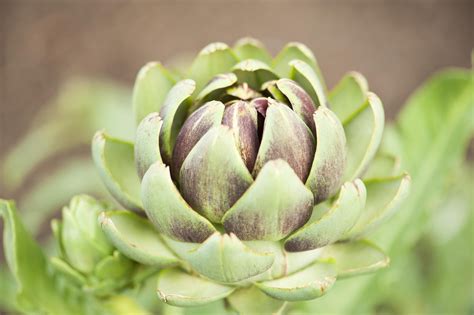 Search within perennial vegetables search permies. Perennial Vegetables