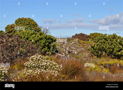 Fynbos Biome Hi Res Stock Photography And Images Alamy