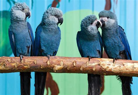Blue Macaw Species From Rio Extinct From Wild