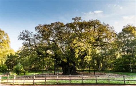 Englands Top 10 Trees Shortlisted For Tree Of The Year Trees And