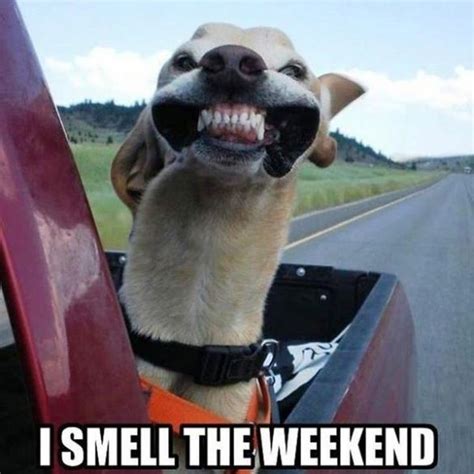 I do not own the video and the credits go to. 75 Happy Friday Memes That'll Make Your Weekend A Lot Better | SayingImages.com