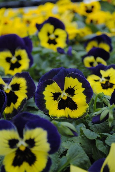 Pansy Matrix Yellow Purple Wing Trevisanuttos