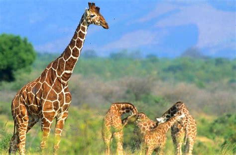 East africa is the safari wonderland. List: 20 Must See African Animals When on a Safari ...