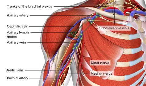 Anatomy Of Armpit