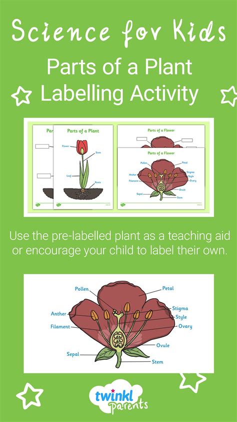 KS1 Labelling Parts of a Plant Worksheet | Parts of a plant, Parts of a