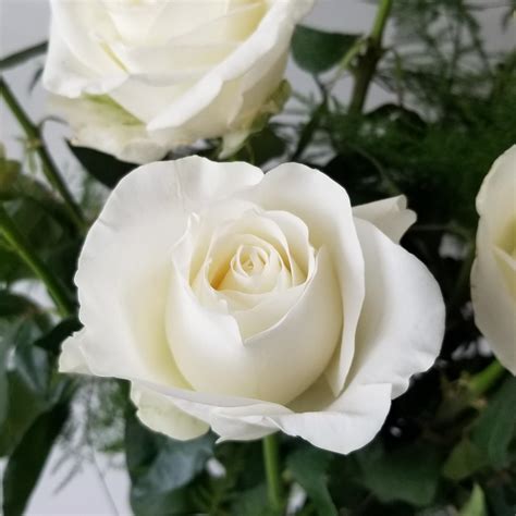 Roses White Premium 50cm 12 Stems Interiorplantsca