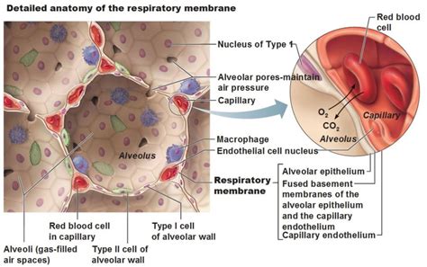 Respiratory Physiology Introduction Owlcation