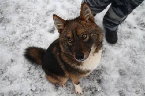 The Sulimov dog, also known as the Shalaika, is a Russian jackal-dog