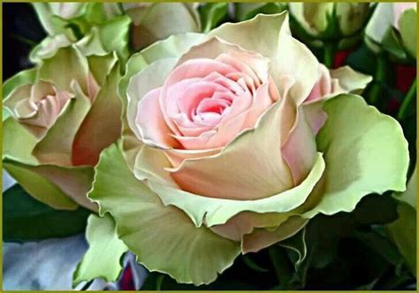 Greenpink Roses Rose Tea Roses Flowers