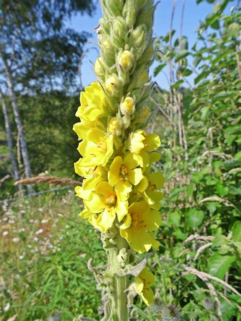 Grow this stunning tender perennial in containers, rock gardens, mixed beds, borders, and herb gardens. Tall Yellow Perennial Flower With Spikes | Gardening ...