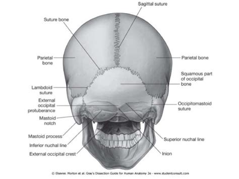 Anatomy Of The Scalp