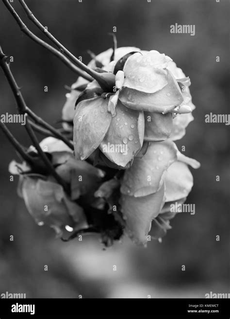 Pink Rose Colored Roses In Detail Inside Garden Stock Photo Alamy
