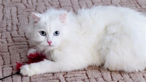 Kitten willow, willow, flower, spring. White Fluffy Cat Playing Home Stock Footage Video (100% ...