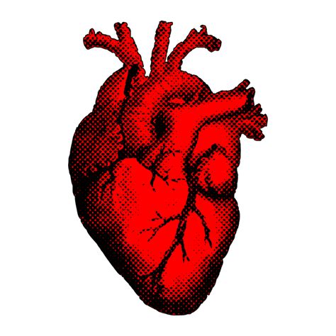 Heart Organ Clipart 10 Free Cliparts Download Images On Clipground 2022