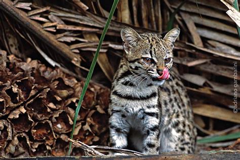 Gato Do Mato Do Sul Pró Carnívoros