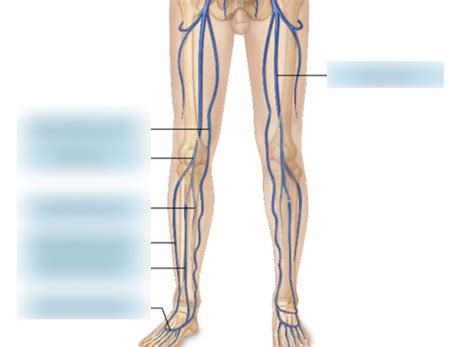 Veins Of The Leg In Anatomical Position Diagram Quizlet
