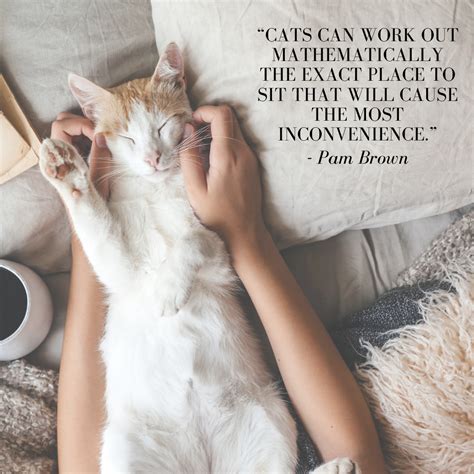 Our Favorite Cat Quotes Catgazette