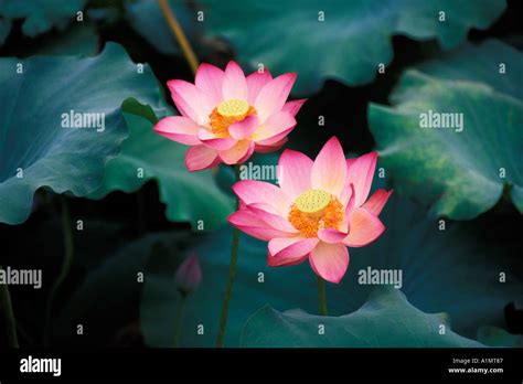 Lotus Flowers China Stock Photo Alamy