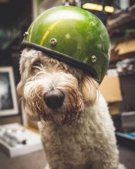 Why you should use dog motorcycle helmet. Animal Motorcycle Helmets