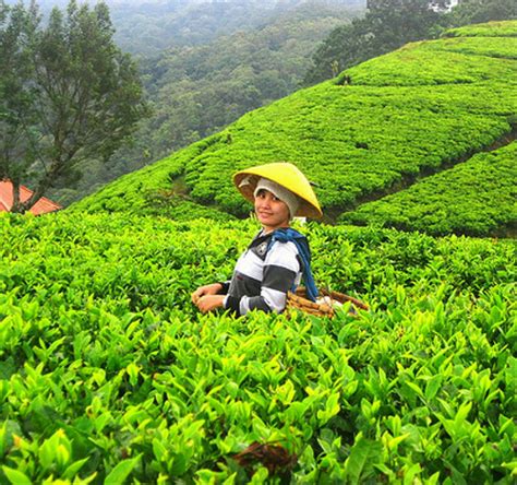 Perched at several feet over the sea level and boasting of misty skies above and green carpeted. The History of Indonesia Tea Plantations | The True Adventures