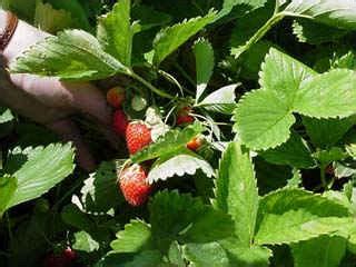 Plant Id Fruits Nuts Strawberry Florida Master Gardener Volunteer