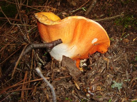 Northern Wisconsin Finds Mushroom Hunting And Identification
