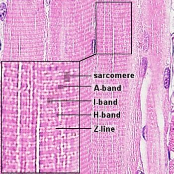 ANAT2511 Muscle Tissue - Embryology