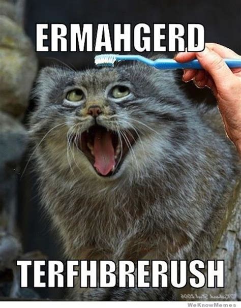 Ermahgerd Meme Derp Toothbrush Cat With Images Cute Animals Funny