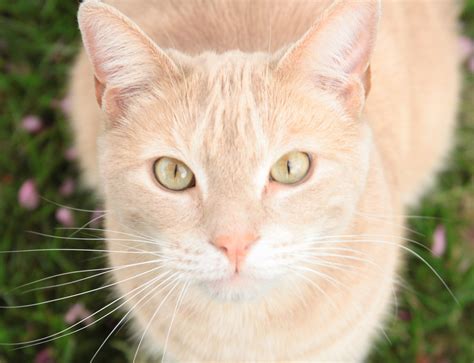 Patched tabby can show up as red and brown tabby patches on a single animal. Jimmy | Kerri Lee Smith | Flickr