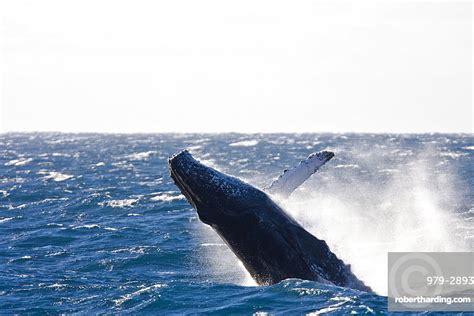 Humpback Whale Megaptera Novaeangliae Stock Photo