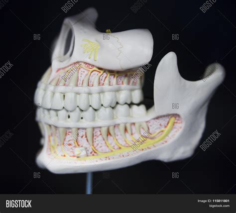 Jaw Anatomy Skull Image And Photo Free Trial Bigstock