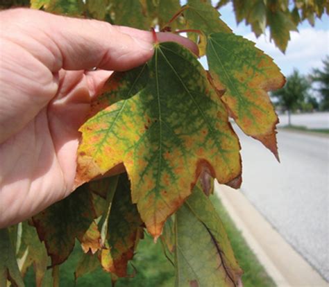 Fall Tree Feedings Crucial After Prolonged Summer Drought Champion