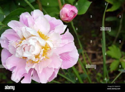 Pale Pink Chinese Peonypaeony Paeonia Lactiflora Flower And Bud Grown