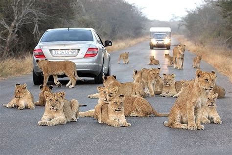 Where Is Kruger National Park And Is There An Entrance Fee
