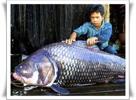 Bahkan beberapa di antaranya terdapat di indonesia. Ikan Terbesar Di Dunia Yang Pernah Tertangkap Manusia