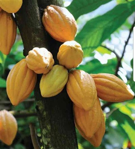 theobroma cacao cocoa tree the seed vine