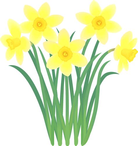 Daffodil Flowers Clip Art Images Best Flower Site