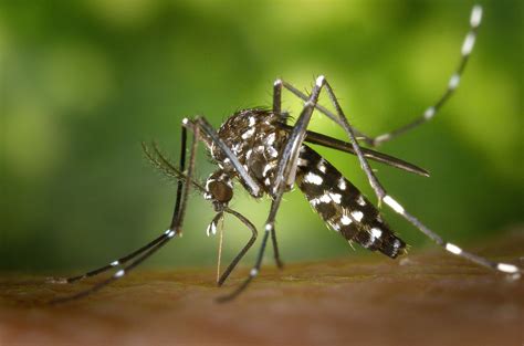 West Nile Virus Detected In Mosquitoes Collected In Nashville